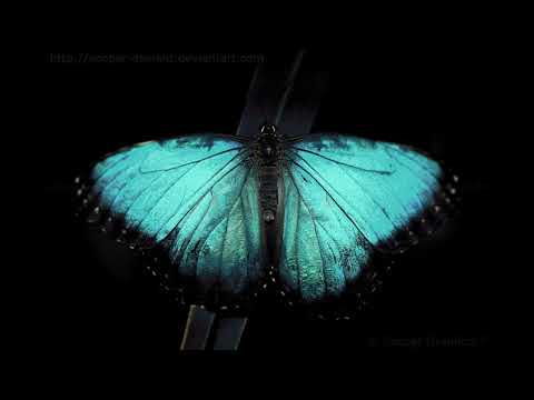 Песня Мэвл - Ночная Бабочка