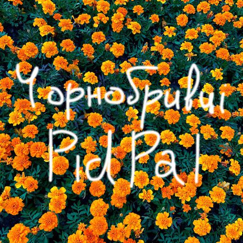 Песня Pidpal - Чорнобривці