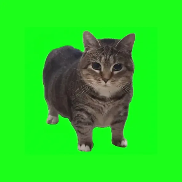 Песня W&W - Oiia Oiia (Spinning Cat)